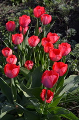 Красные тюльпаны 