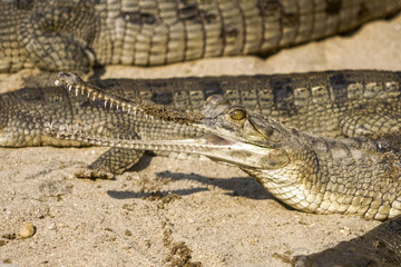 Young babby Gharial Gavialis gangeticus river Chitwan National Park Nepal