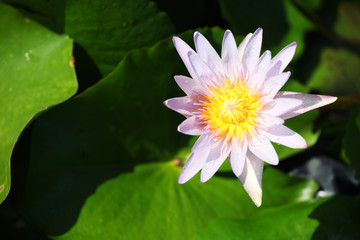 colorful lotus flower