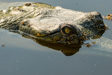 Gharial Gavialis gangeticus Chitwan National Park Nepal close up eye