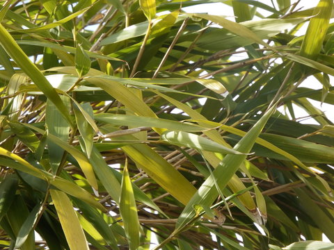 Garden bamboo leaves