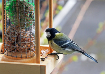 mésange charbonnière sur une mangeoire