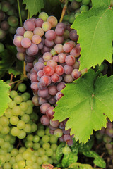 Fototapeta premium red grapes from the farm
