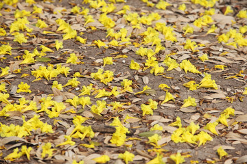 Obraz premium falling flower on ground.