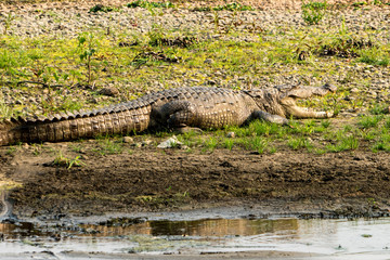 Fototapeta premium Huge crocodile taking sun in Chitwan National Park, Nepal