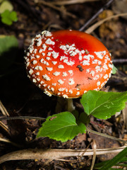Amanita poisonous mushroom in nature fly-agaric, macro, selective focus