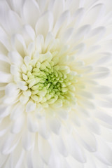 Beautiful white flower macro