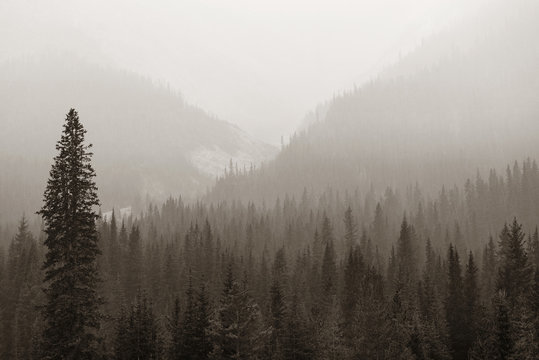 Foggy Mountain Forest