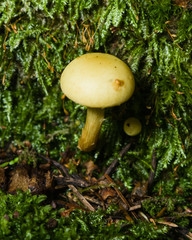 Sulphur Tuft of Hypholoma fasciculare growing in moss macro, selective focus