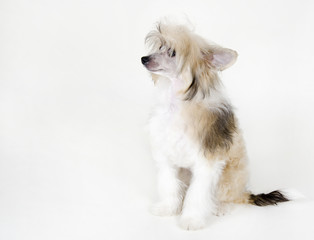 Cute Chinese Crested dog (Powderpuff variety, puppy) on a white background, with copy space on the left for your text