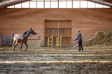 Training of sport horse