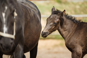 Naklejka premium Foal on the meadow