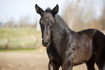 Fototapeta premium The young foal