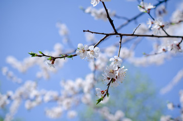 Beautiful apricot flowers against the background of a blue sky in the spring as a flower spring background (selective focus on the flowers)