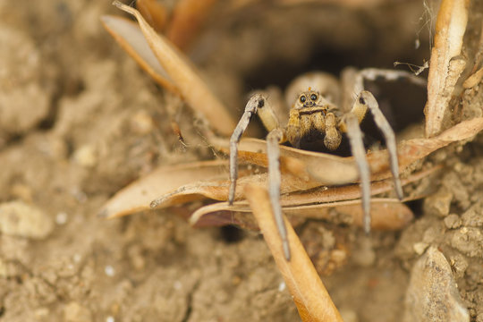 Araña lobo en la entrada de su nido, construido en el suelo.
