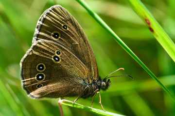 Ringlet butterfly (Aphantopus hyperantus). Butterfly in the family Nymphalidae at rest on a blade of grass, showing false eyes on wings
