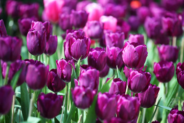 Fototapeta premium colorful tulip flower