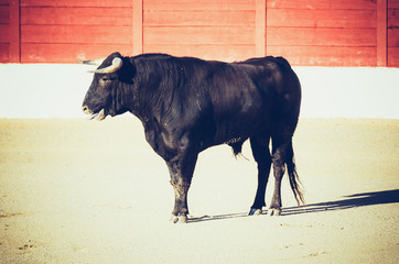 Bull standing in the bullring