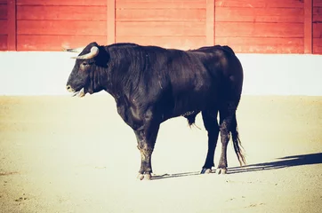 Photo sur Aluminium Tauromachie Bull standing in the bullring