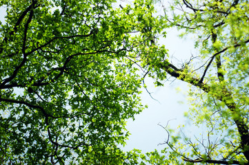 The foliage in spring forest