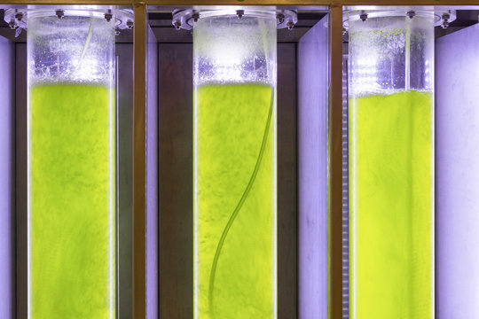 Photobioreactor in lab algae fuel biofuel industry 