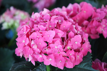 Obraz premium colorful hydrangea flower