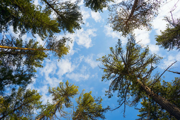 The tops of high cedars on the blue sky background.