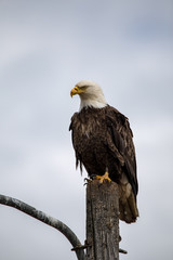 Bald Eagle sitting on a pole homer spit alaska