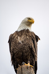 Bald Eagle sitting on a pole homer spit alaska