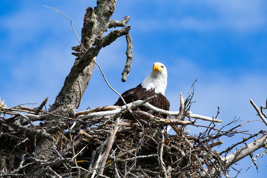 Bald Eagle in it's Nest homer spit alaska