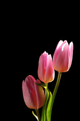 Fresh  tulips on black background, close up