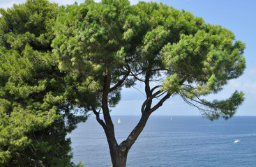 Baum und Boot bei Rovinj