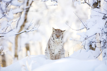 Naklejka premium Sleepy cute lynx cub in the cold winter forest