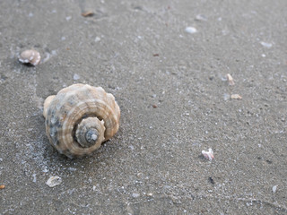 Shell on beach 2