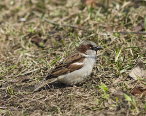 House sparrow, Passer domesticus, male portrait on grass, selective focus