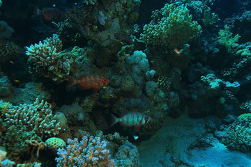 Naklejka na ściany i meble small coral fish underwater