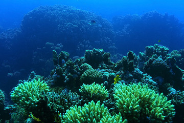 Naklejka na ściany i meble tropical sea underwater landscape