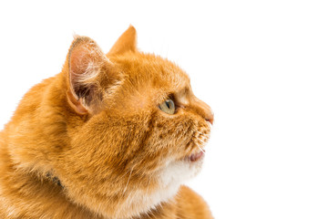 ginger cat isolated