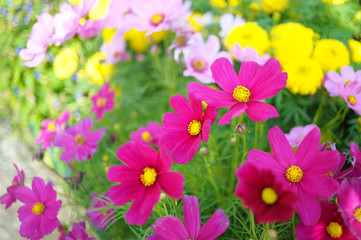 Fototapeta na wymiar Flowers in colorful season