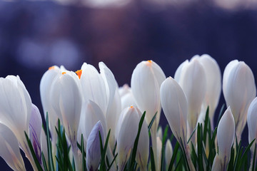 spring bouquet of flowers, white crocus snowdrops