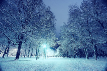 Night winter landscape in the alley of city park