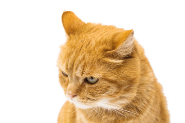 ginger cat isolated
