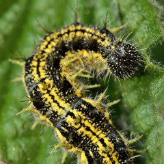 Small tortoiseshell (Aglais urticae) caterpillar. Mature yellow and black spiny larva of butterfly in the family Nymphalidae