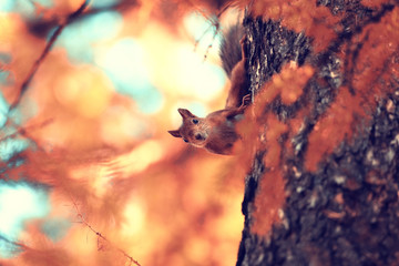 cute squirrel in the autumn forest © kichigin19
