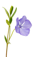 Fototapeta na wymiar blue flower periwinkle isolated