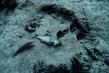 dead fish on the coral reef