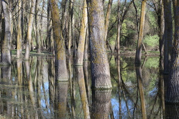 Flooded poplar tree trunks during high water in Danube river in early spring
