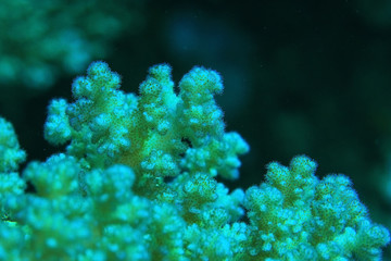 Fototapeta na wymiar branches of coral underwater macro photo