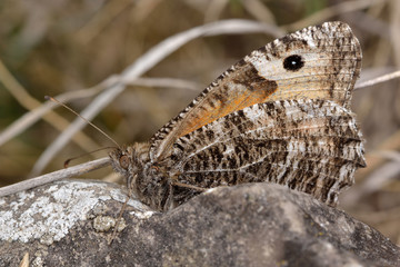 Grayling butterfly (Hipparchia semele). Butterfly in the family Nymphalidae at rest on ground with underside of wings visible