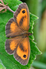 Obraz premium Gatekeeper butterfly (Pyronia tithonus) male. A familiar insect seen from above, with the dark sex bands of the male visible within orange patches